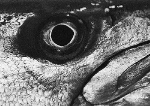 A watchful eye of a Barracuda taken during a dive off Coz... by Steven Anderson 